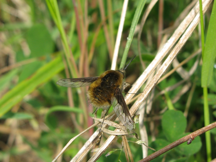 Bombylius frimbiatus (Bombyliidae)